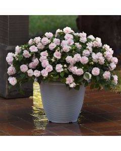 Impatiens Double Glimmer Appleblossom | 5 x 6cm Garden Ready Biodegradable Potted Plants