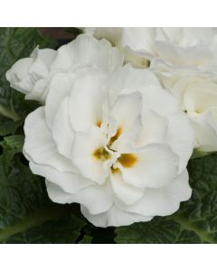Primrose Early Pom Pom White | 5 x 6cm Garden Ready Biodegradable Potted Plants