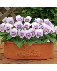 Viola Sorbet Pink Halo | Tray of 10 x 5cm Garden Ready Plants