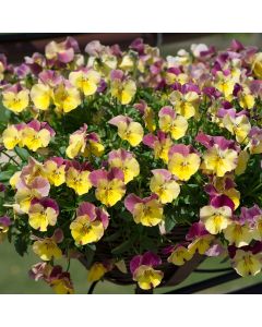 Pansy Cool Wave Strawberry Swirl | 30cm Hanging Basket Speed Planter