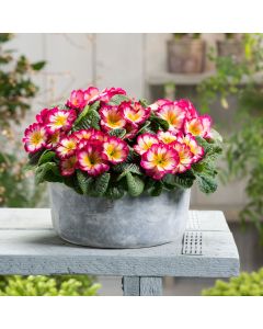 Primrose Scentsation Yellow Cream | 5 x 6cm Garden Ready Biodegradable Potted Plants