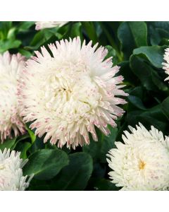 Bellis Bam Bam White Blush | 5 x 6cm Garden Ready Biodegradable Potted Plants
