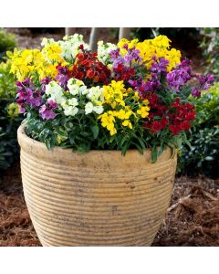 Wallflower Sugar Rush Mixed| Pack of 5 Garden Ready 6cm Peat Pots