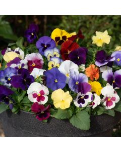 Pansy Autumn Glow Mixed | Tray of 10 x 5cm Garden Ready Plants