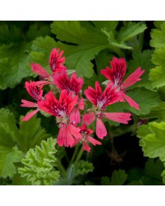 Geranium Zonale Scented Concolor Lace | 5 Large Plug Plants