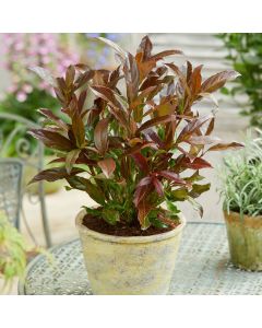 Viburnum odoratissimum Coppertop | 9cm Garden Ready Plant