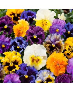 Pansy Frizzle Sizzle Mixed | Tray of 10 x 5cm Garden Ready Plants