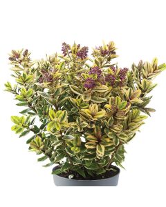 Hebe Tricolour | 9cm Garden Ready Plant