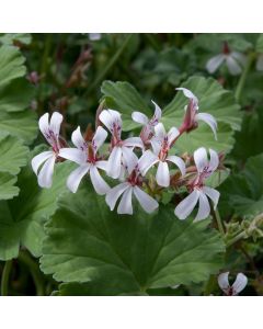 Geranium Zonale Scented P. Fragrans | 5 Large Plug Plants