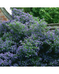 Ceanothus Autumnal Blue | 9cm Garden Ready Plant