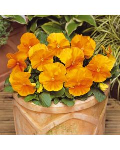 Pansy Matrix Orange | Tray of 10 x 5cm Garden Ready Plants