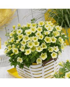 Surfinia Yellow Dream | 3 x 6cm Garden Ready Biodegradable Potted Plants