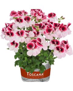 Geranium Crispum Florella Bicolour | 5 Large Plug Plants
