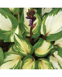 Hosta Raspberry Sundae | 9cm Garden Ready Plant