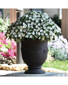 Impatien Beacon White | 5 x 6cm Garden Ready Biodegradable Potted Plants