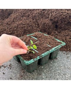 6 Cell Recyclable Green Plastic Professional Plant Tray | Pack of 10