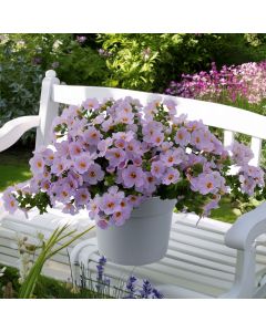 deco plant Zinnia Seeds - Art Deco Mix | Bulk Flower Seeds main image 1
