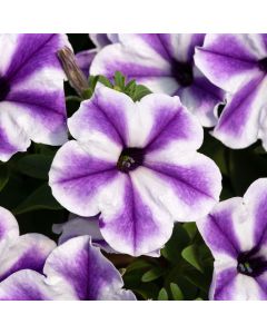 Surfinia Blue Lagoon Star | 5 Large Plug Plants