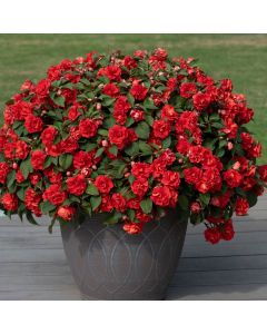 Impatiens Double Glimmer Bright Red | 5 x 6cm Garden Ready Biodegradable Potted Plants