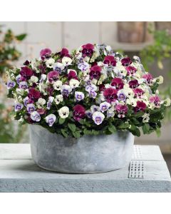 Viola Sorbet Raspberry Sundae Mix | Tray of 10 x 5cm Garden Ready Plants