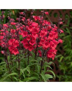 Penstemon Quartz Red | 9cm Garden Ready Plant