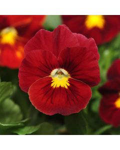 Pansy Panola XP Scarlet | Tray of 10 x 5cm Garden Ready Plants