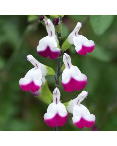 Salvia Cherry Lips | Garden Ready Perennial 9cm Pot