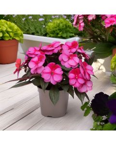 New Guinea Impatiens Clockwork Pink Star | 5 x 6cm Garden Ready Biodegradable Potted Plants