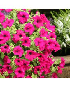 Surfinia Giant Purple | 3 x 6cm Garden Ready Biodegradable Potted Plants