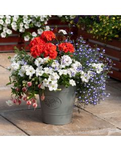 Tangerine Twist EasiPlant Basket | 30cm Hanging Basket Speed Planter