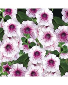 Surfinia Rose Vein | 3 x 6cm Garden Ready Biodegradable Potted Plants