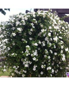 Bacopa Snowflake | 3 x 6cm Garden Ready Biodegradable Potted Plants