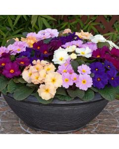 Primrose F1 Obsidian Mixed | 5 x 6cm Garden Ready Biodegradable Potted Plants