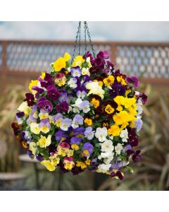 Pansy Cool Wave Mix | 30cm Hanging Basket Speed Planter