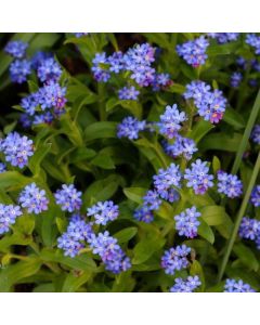 Myosotis Compindi (Forget-Me-Not) | Pack of 5 Garden Ready 6cm Peat Pots
