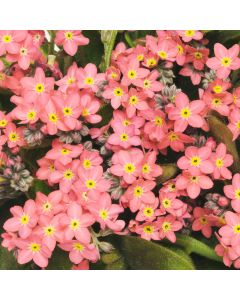 Myosotis (Forget-Me-Not) Sylvia Rose | 5 x 6cm Garden Ready Biodegradable Potted Plants