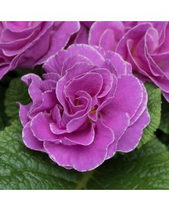 Primrose Early Pom Pom Neon Violet | 5 x 6cm Garden Ready Biodegradable Potted Plants