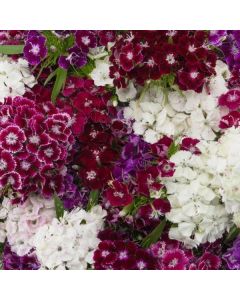 Sweet William Indian Carpet Mix | Pack of 5 Garden Ready 6cm Peat Pots