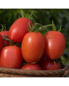 Tomato Nagina | 3 x 6cm Potted Tomato Plants