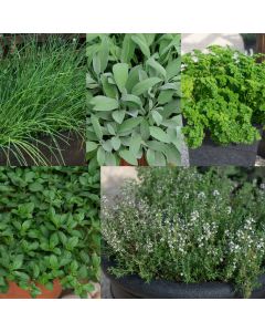 Specially Selected Mixed Herbs | Tray of 10 x 5cm Garden Ready Plants