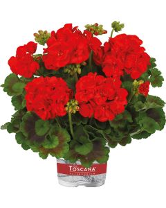 Geranium Zonale Green Leaf Trend  Julia Red | 5 Large Plug Plants