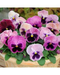Pansy Matrix Pink Shades | Tray of 10 x 5cm Garden Ready Plants