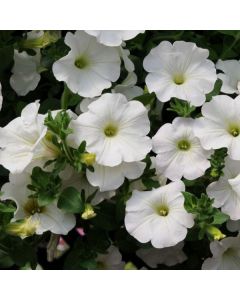 Surfinia Snow (White) | 3 x 6cm Garden Ready Biodegradable Potted Plants