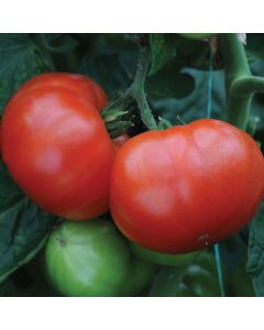 Tomato F1 Supersteak | 3 x 6cm Potted Tomato Plants