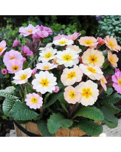 Polyanthus Stella Champagne | Tray of 230 Plug Plants