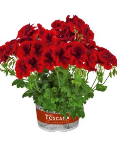 Geranium Crispum Florella Velvet | 5 Large Plug Plants