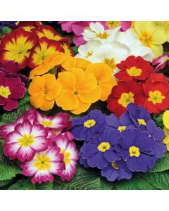 Primrose Bonneli (Early Flowering) Mix  | Tray of 350 Plug Plants