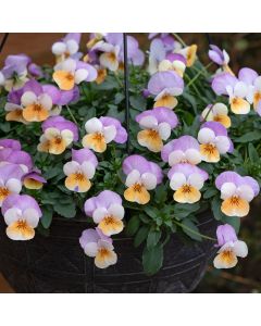 Viola F1 (Trailing) Teardrops Apricot Purple Wing | 3 x 6cm Garden Ready Biodegradable Potted Plants