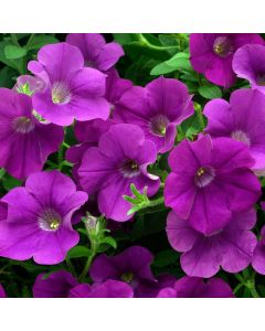Surfinia Amethyst | Tray of 28 Value Large Plug Plants