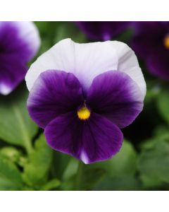 Pansy Panola XP Beaconsfield | Tray of 10 x 5cm Garden Ready Plants